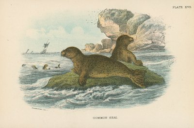 Common Seal by English School